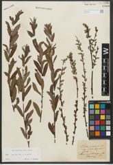 Foto von Salix purpurea L. x Salix repens L.